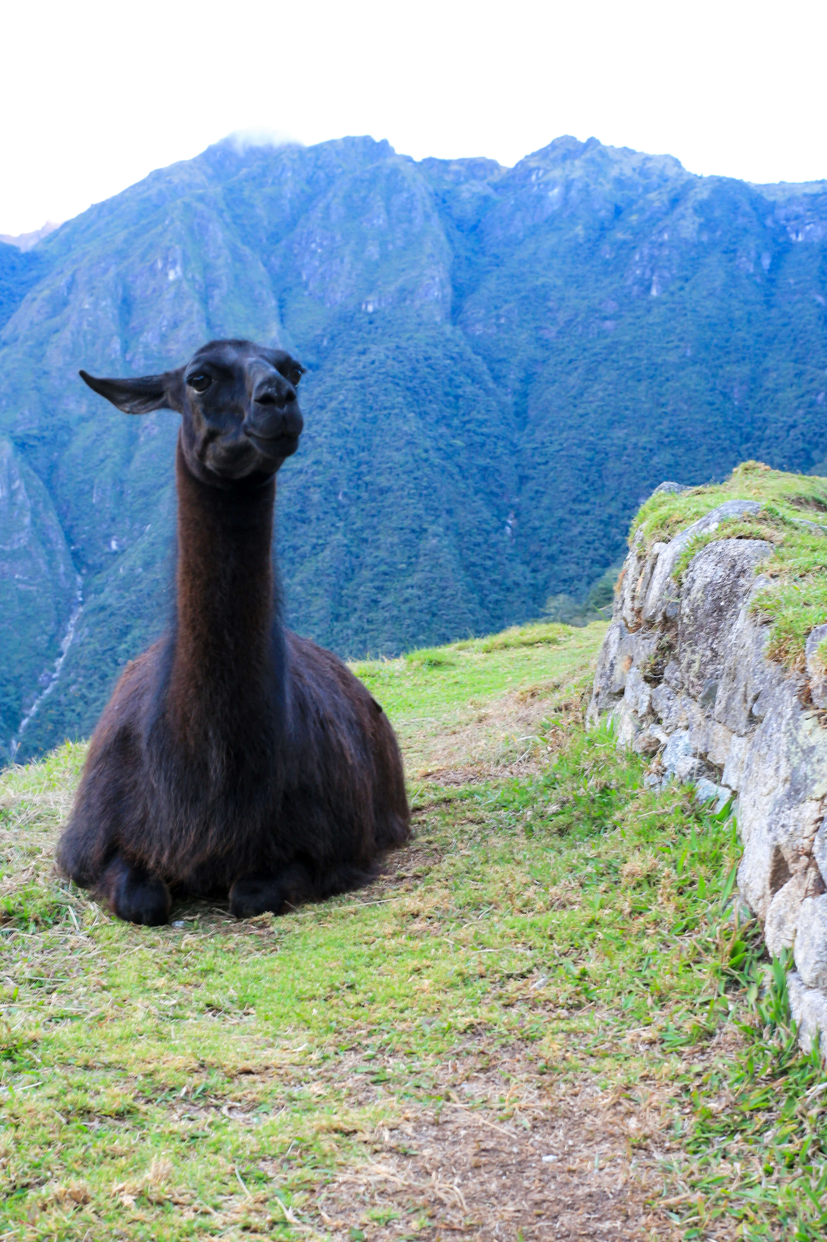 Llama on Terraces Llama on Terraces